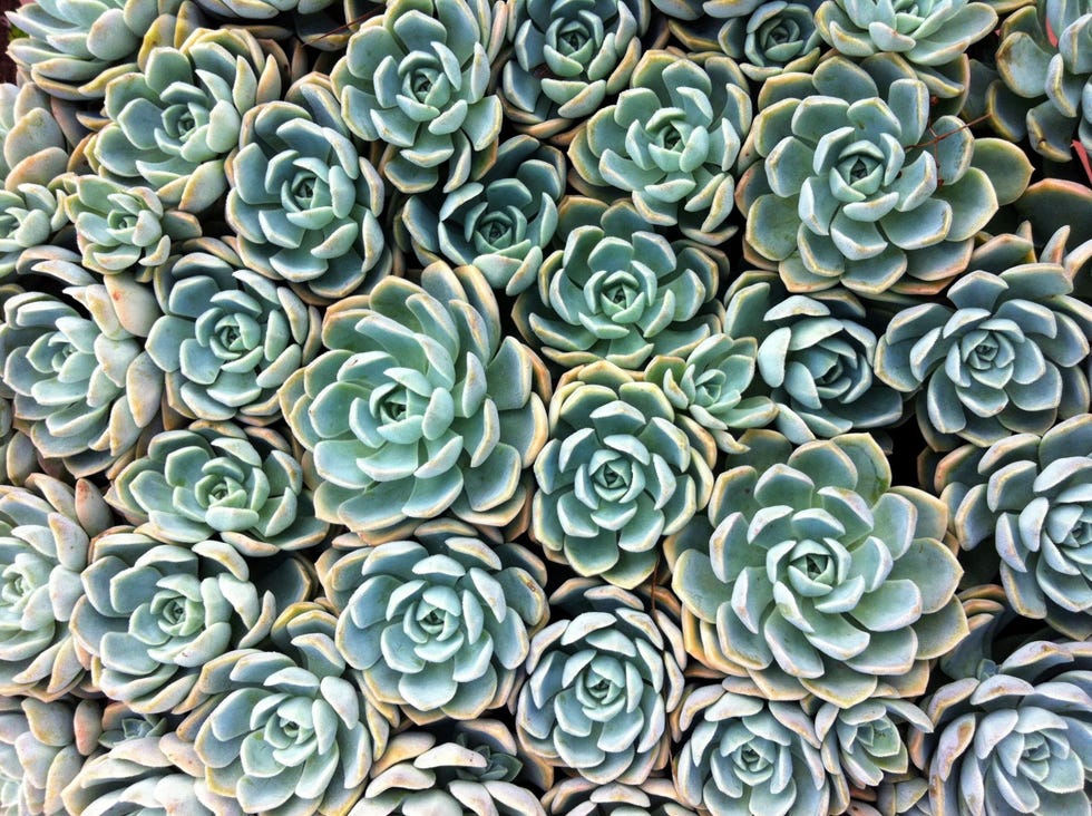Succulents Facts - 10 Things to Know About Caring For Succulents