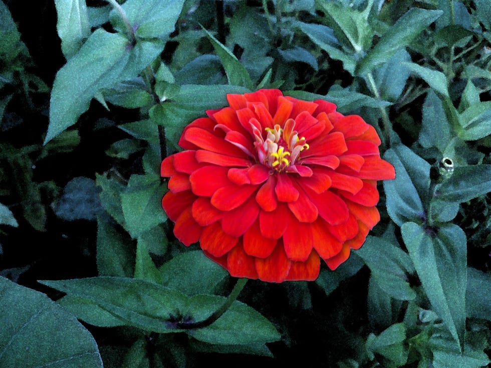 zinnia