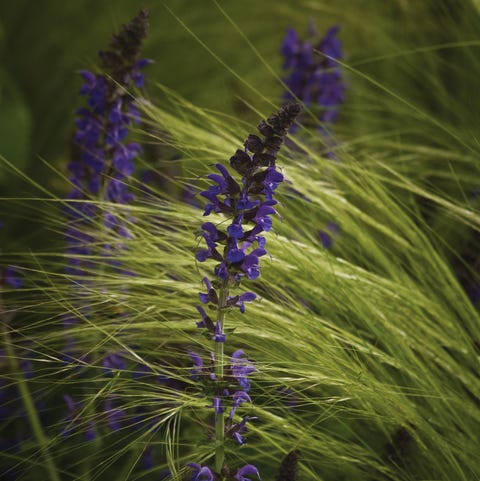 Salvia Plant