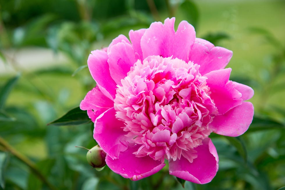 peonies
