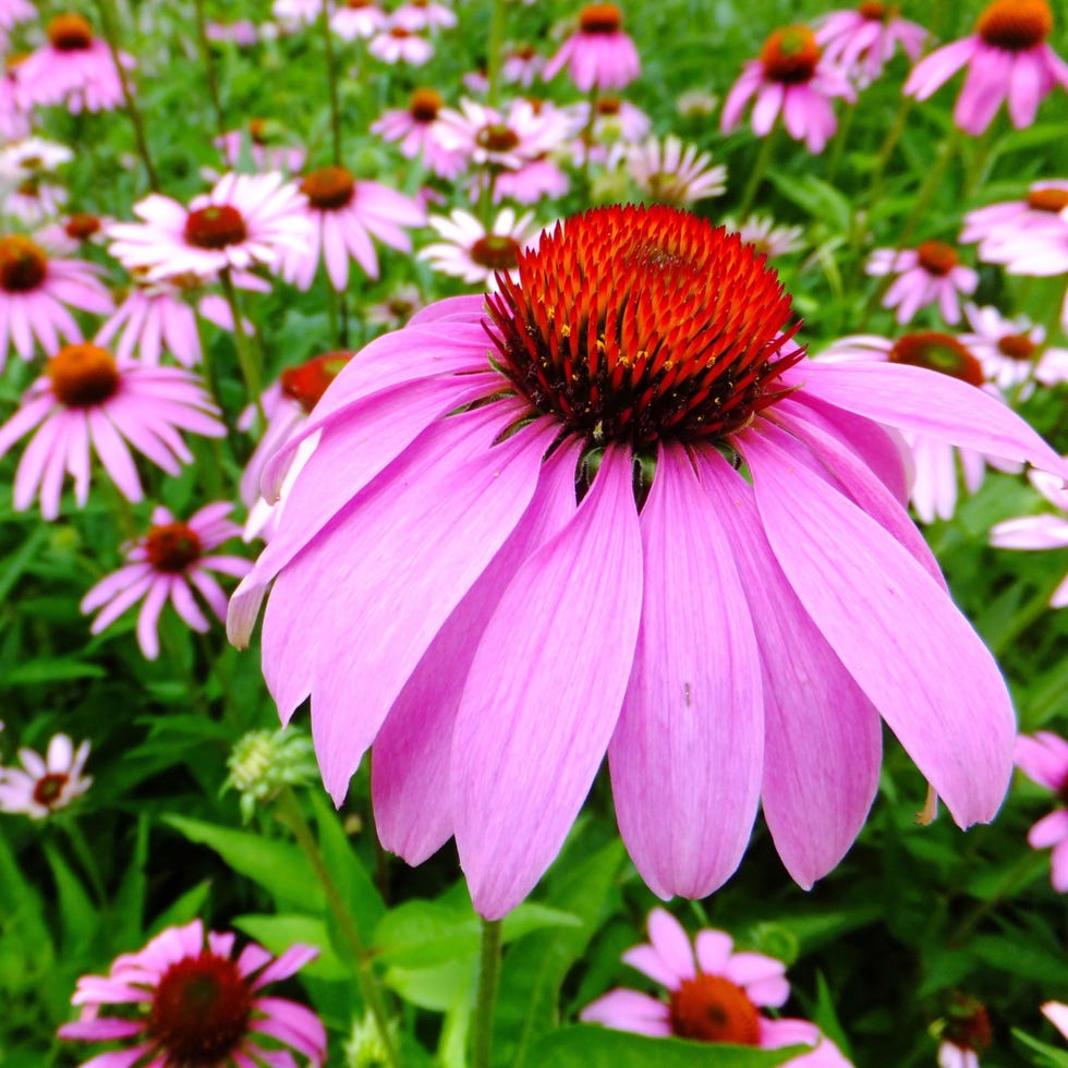 purple coneflowers