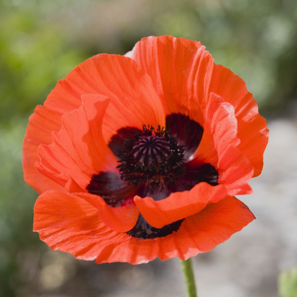 Oriental Poppy