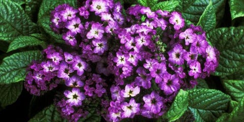Deer Resistant Plants That Don T Eat Image