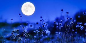 Nature, Blue, Astronomical object, Colorfulness, Atmospheric phenomenon, Botany, World, Wildflower, Celestial event, Full moon, 