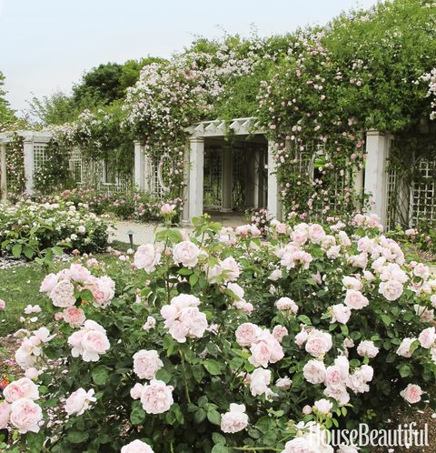 rose garden landscaping