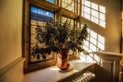 6 Ways to Revive a Nearly Dead Houseplant