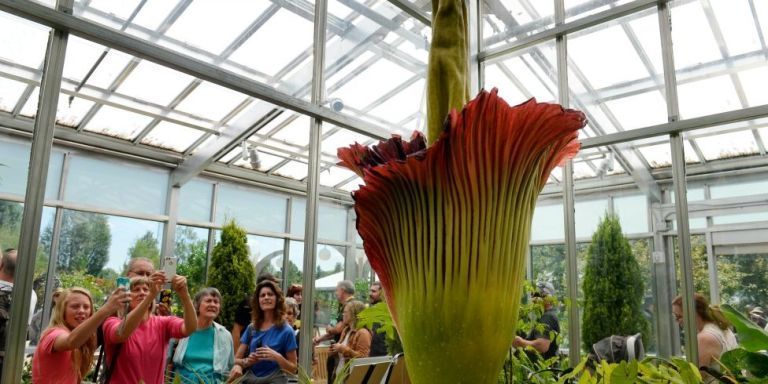 The rare corpse flower is set to bloom at Phipps Conservatory and Botanical Gardens in Pittsburgh.