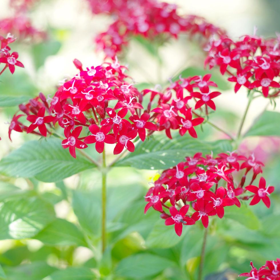 egyptian star cluster