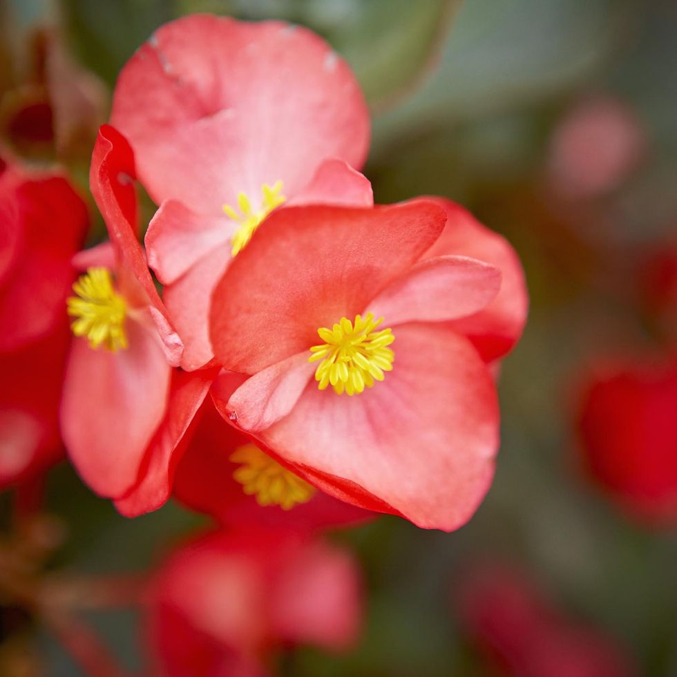 wax begonia