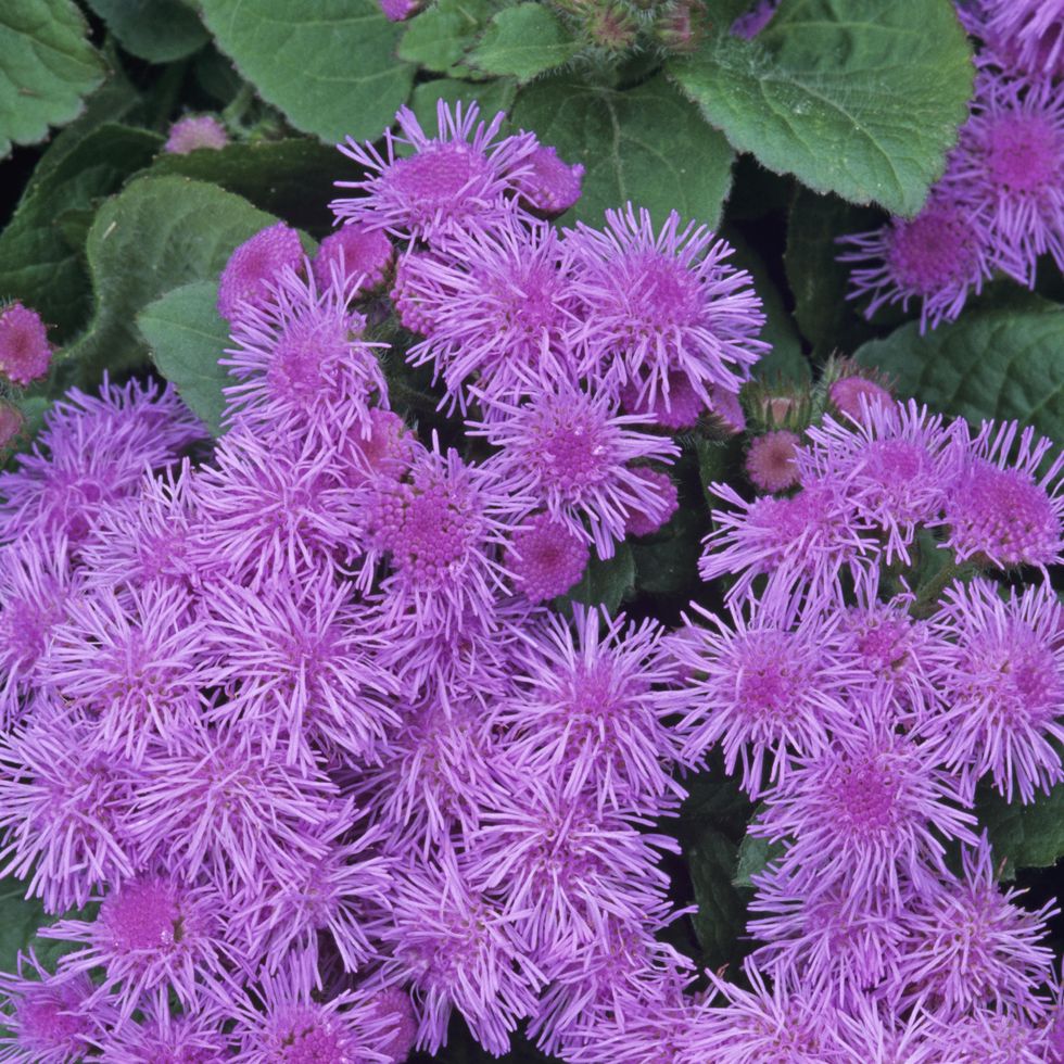 ageratum