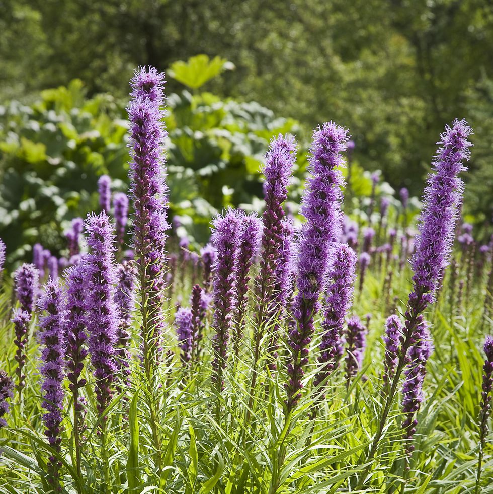 liatris