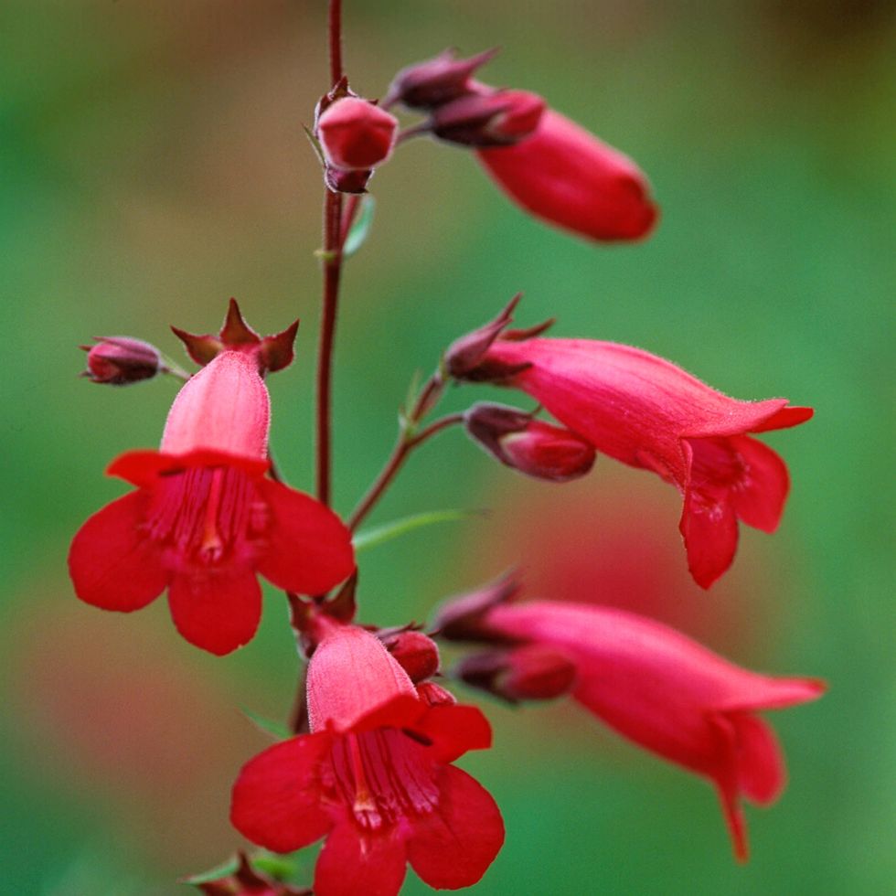 penstemon