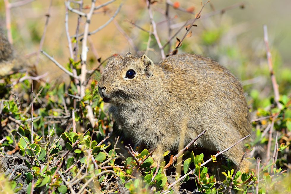 Common Yellow-Toothed Cavy