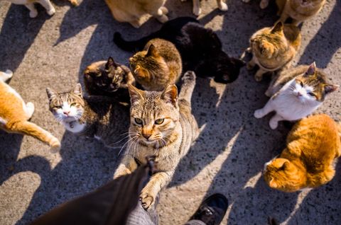 Cat Island in Japan - Aoshima, Japan Known as Cat Island