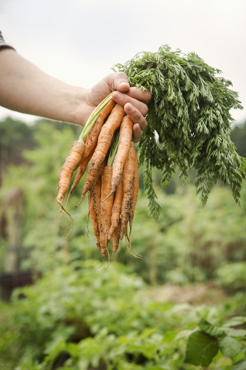 <p><i><strong>What it needs: </strong></i>Sow carrot seeds by late July to early August. Keep the soil moist because they won't germinate in dry soil. Thin plants because if they're too close together, they'll be stunted and deformed. Try mulching with straw to make your harvest last longer. While they won't keep growing in cold weather, they will become sweeter-tasting after a frost, says Smith.</p><p><i><strong>Varieties to try: </strong></i>Scarlet Nantes, Nelson and Napoli</p>
