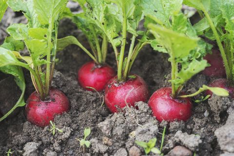 <p><i><strong>What it needs:</strong></i> Plant no later than mid-August or late August in more moderate climates. Keep the soil moist while seeds are trying to germinate. Radishes mature in about a month. They don't store for long periods in the ground, so harvest as soon as you see the radish pushing up through the soil, says McCrate. They can handle cold but don't like a frost.</p><p><i><strong>Varieties to try:</strong></i><strong> </strong>Cherriette, French breakfast, or watermelon, which produce best in fall.</p>