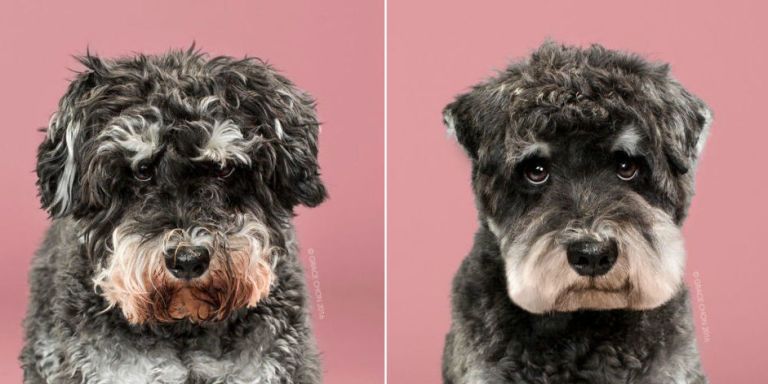 dogs before and after haircuts