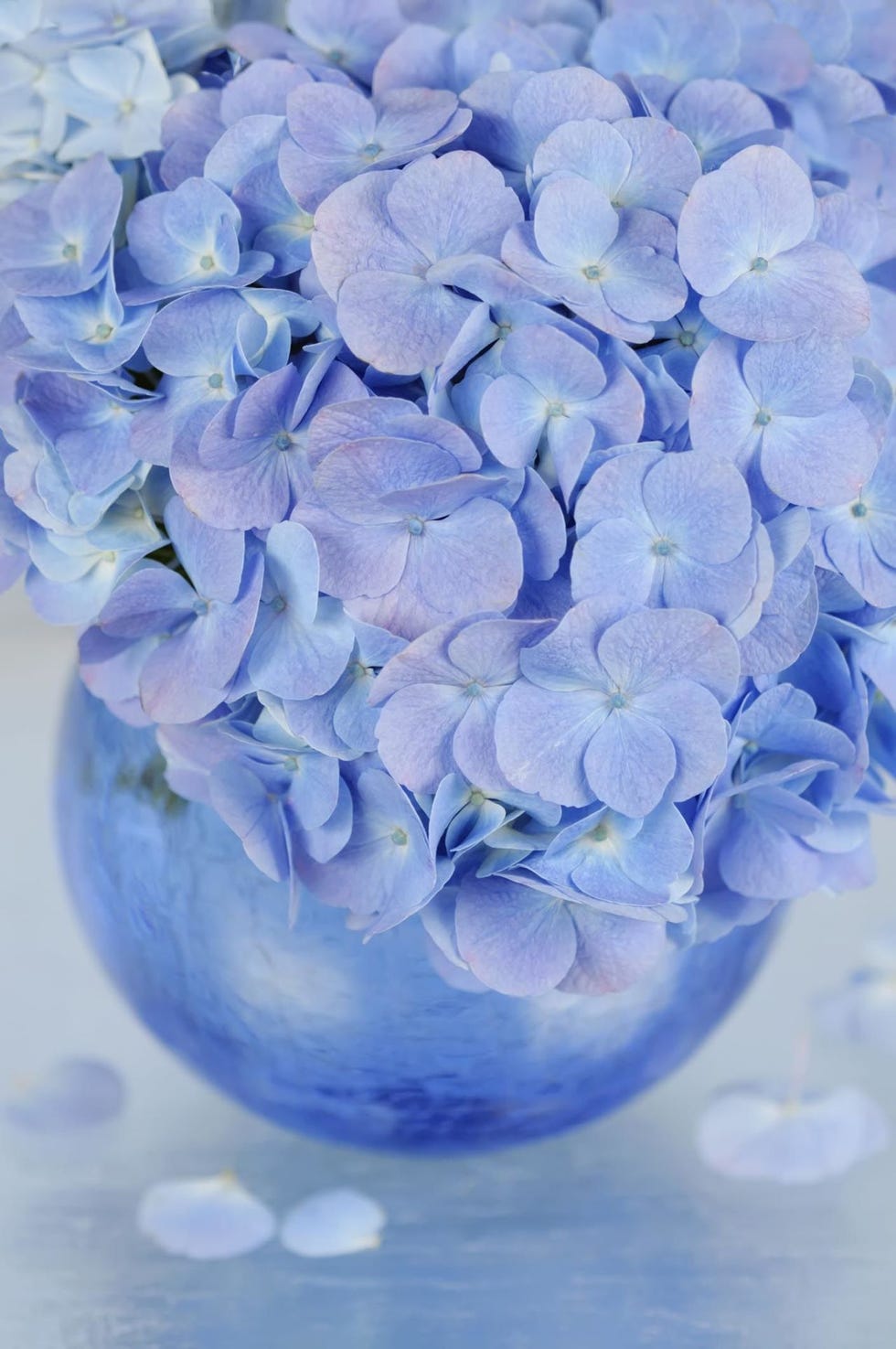 hydrangeas