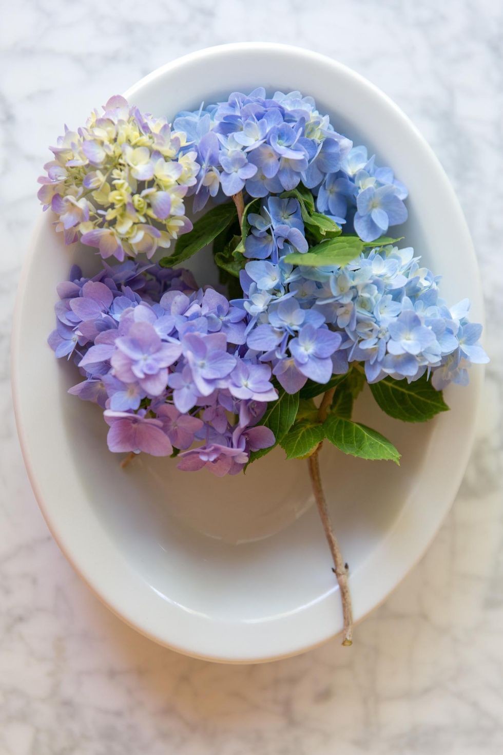 Drying Blue Hydrangea Flowers - Hyannis Country Garden