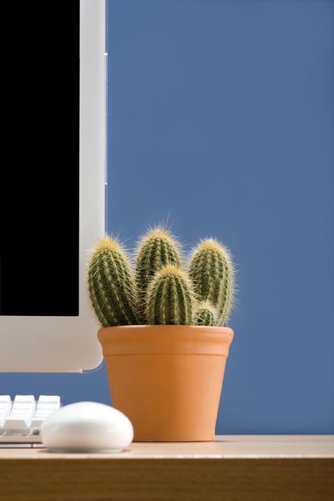 The Best Office Plants Plants That Will Thrive On Your Desk