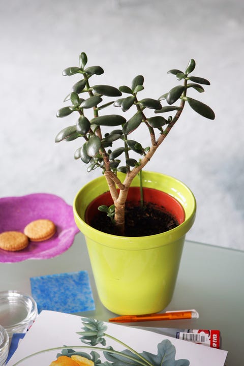 the best office plants