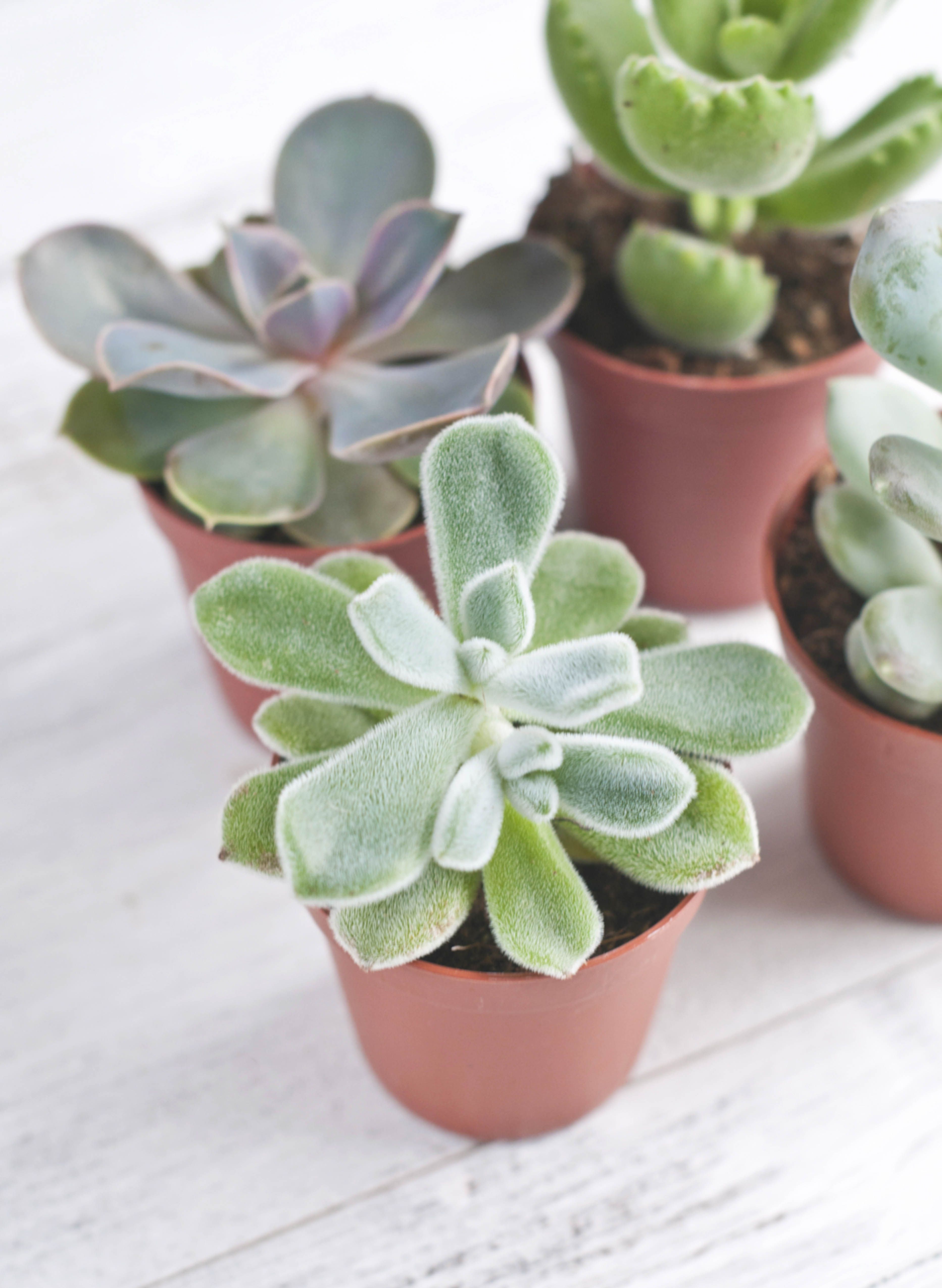 The Best Office Plants Plants That Will Thrive On Your Desk