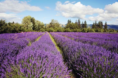Purple, Lavender, Agriculture, Violet, Field, Lavender, Wilderness, Groundcover, Spring, Wildflower, 