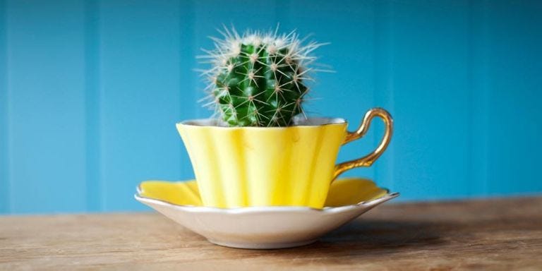 The Best Office Plants That Will Thrive On Your Desk