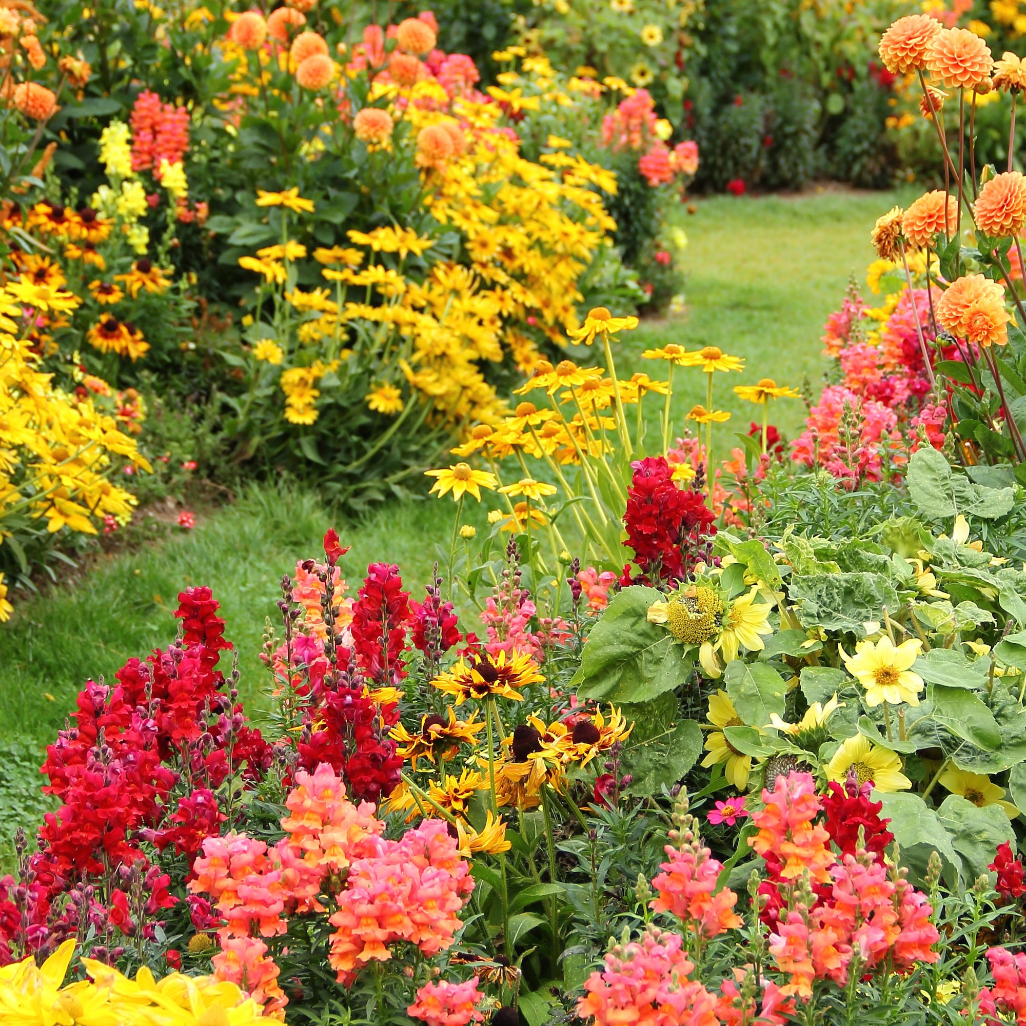 18 Fall Flowers That'll Keep Your Yard Looking Lively All Season Long