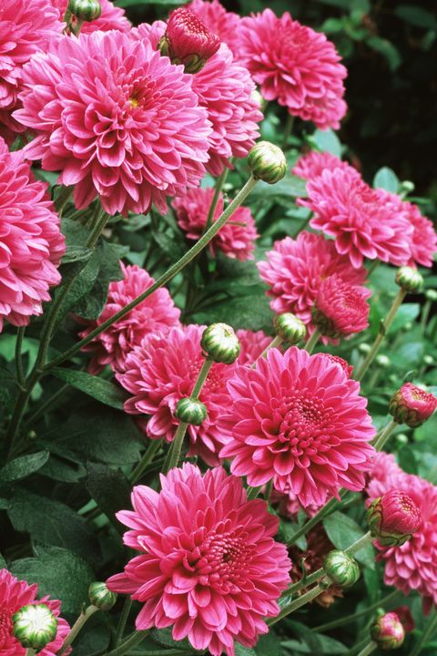 chrysanthemums