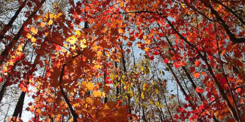 Fall Is the Best Season - Reasons to Love Fall