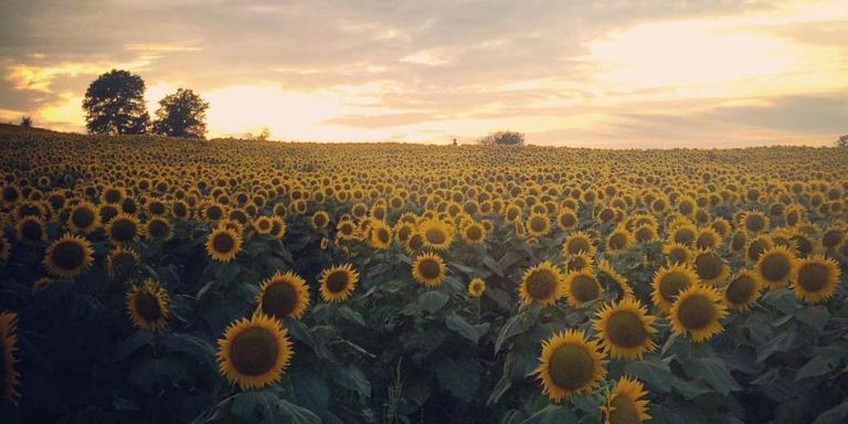 Grinter's Sunflower Farm Shut Down - Sunflower Farm in Kansas