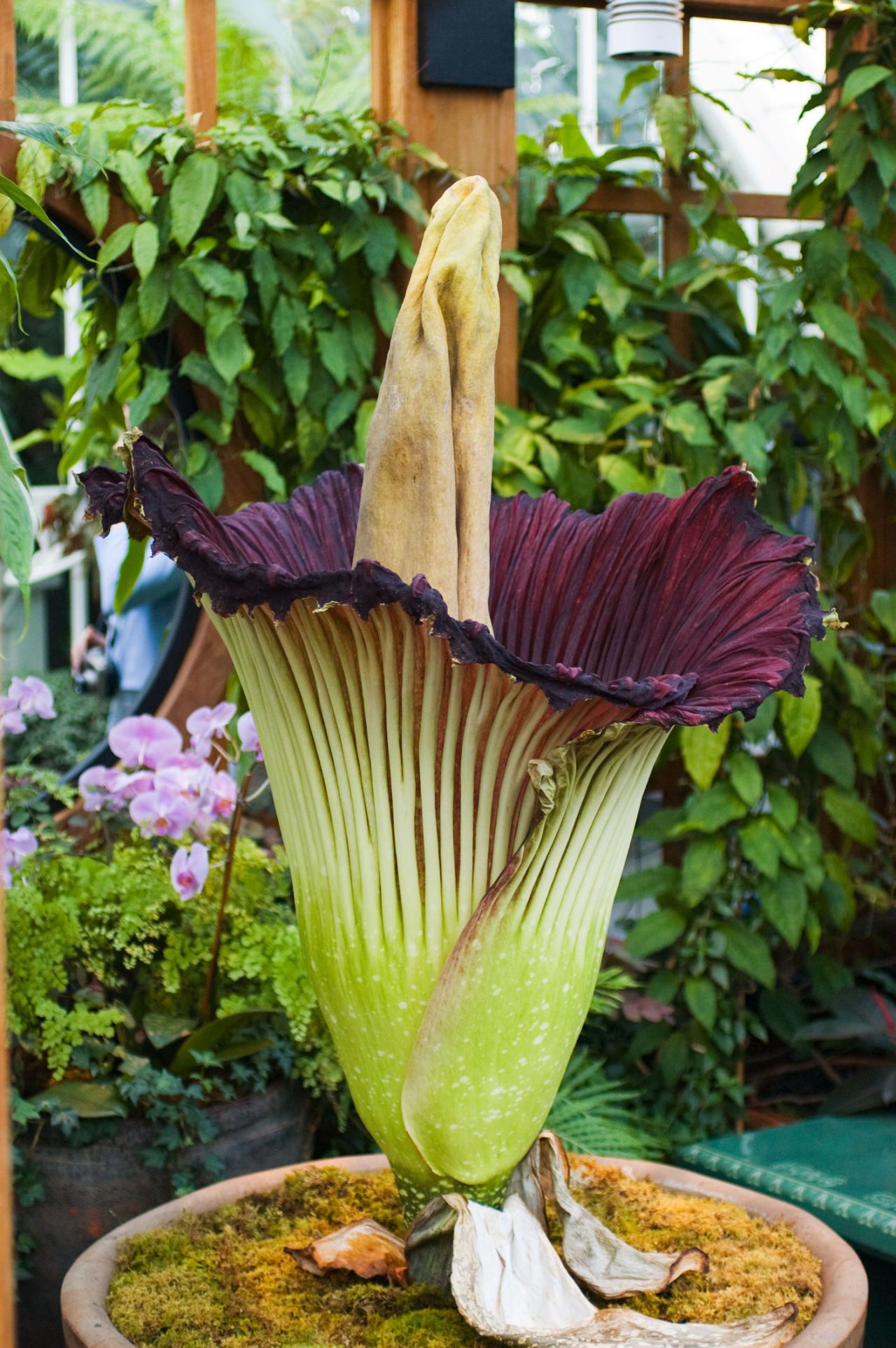 Corpse Flower To Bloom At Dartmouth - Dartmouth Corpse Flower