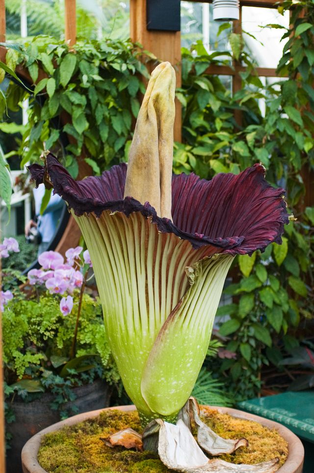 Corpse Flower to Bloom at Dartmouth - Dartmouth Corpse Flower
