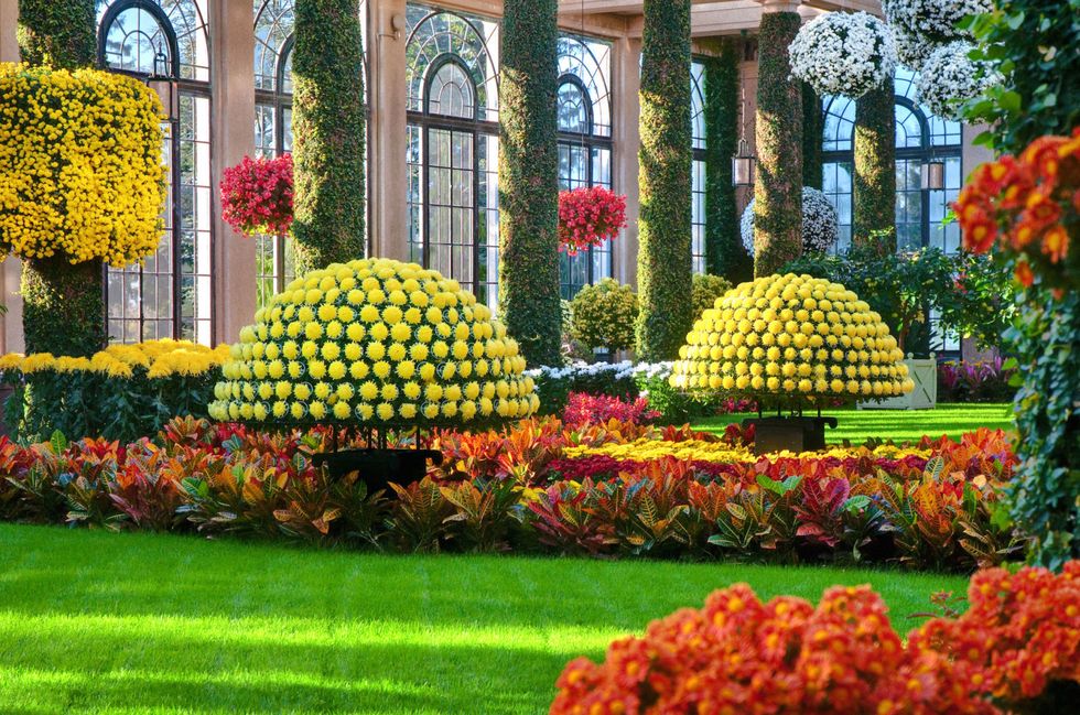 Chrysanthemum Festival Longwood Gardens