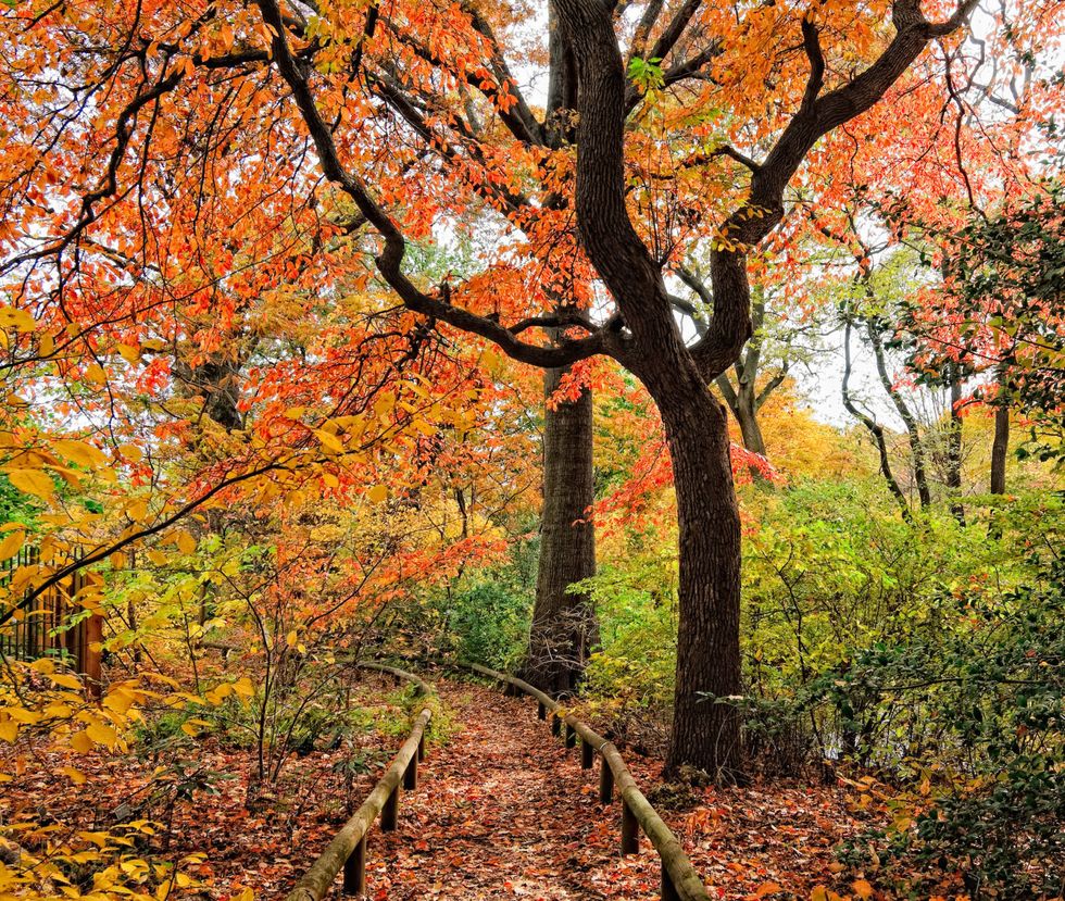 Brooklyn Botanic Garden