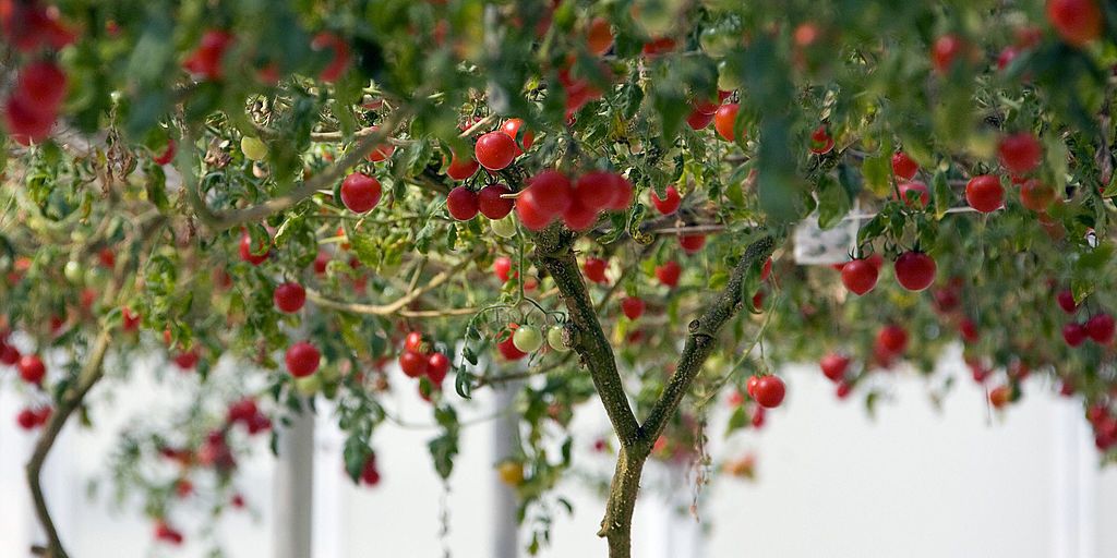 tomato tree