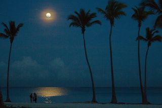 Body of water, Tree, Astronomical object, Arecales, Night, Coastal and oceanic landforms, Woody plant, Shore, Ocean, Dusk, 