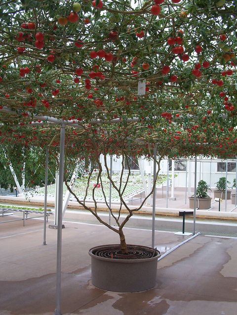 disneys tomato tree