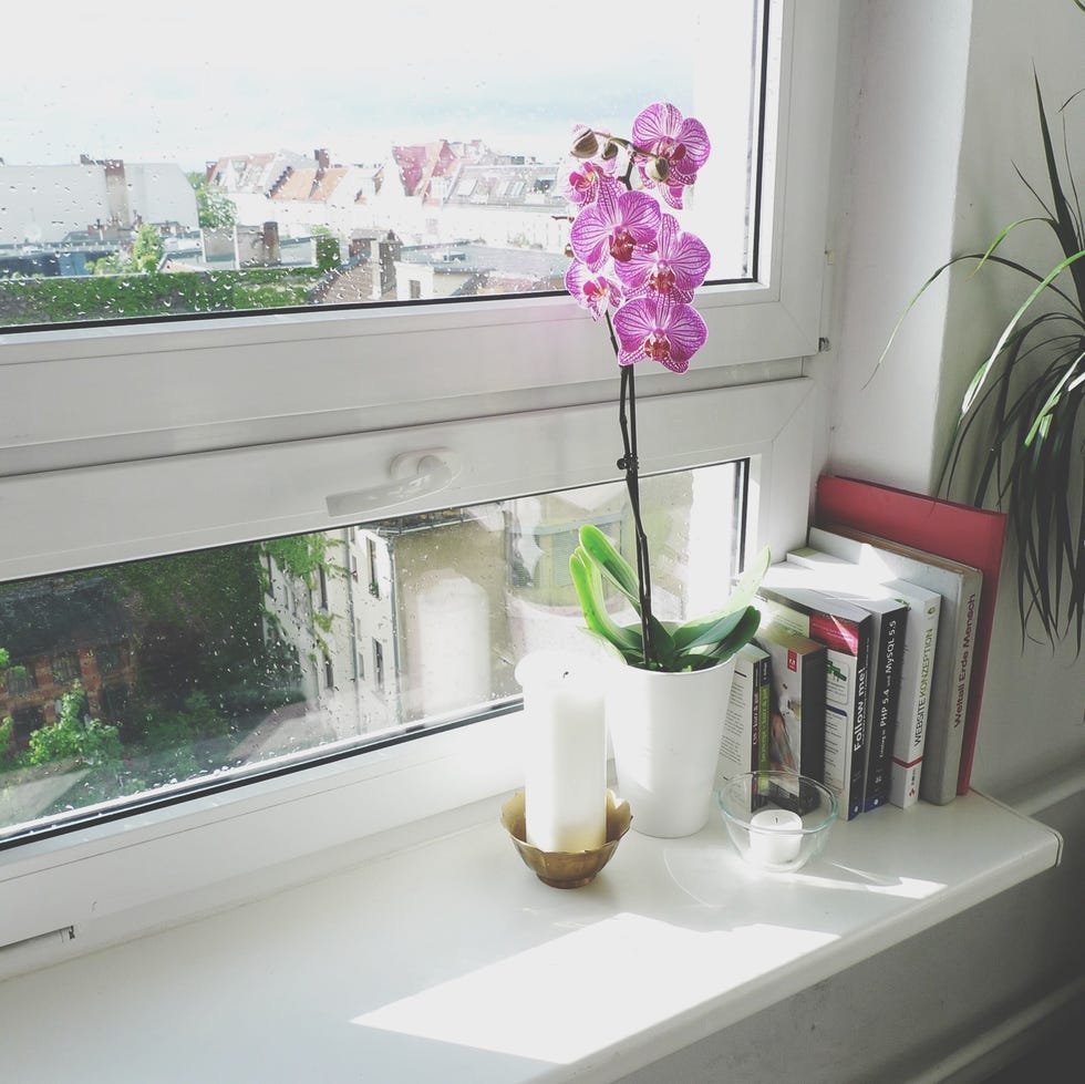 11 Plants, Flowers, and Herbs That Fight Sadness - Plants That Make You ...