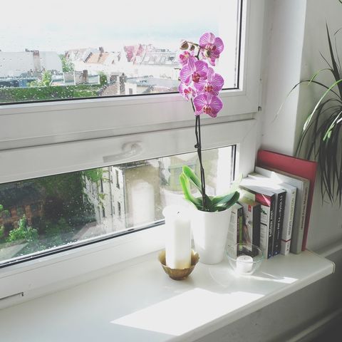 Flower, Flowerpot, Interior design, Plant, Room, Houseplant, Table, Furniture, Vase, Material property, 