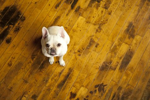 Pet Hardwood Floors