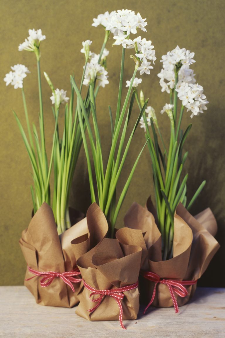 paperwhites