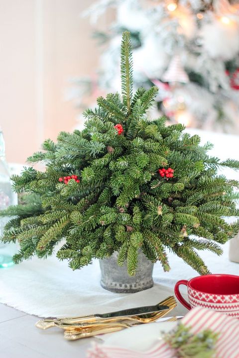Yellow fir, Colorado spruce, Christmas tree, balsam fir, oregon pine, Canadian fir, Tree, Spruce, Christmas decoration, Plant, 