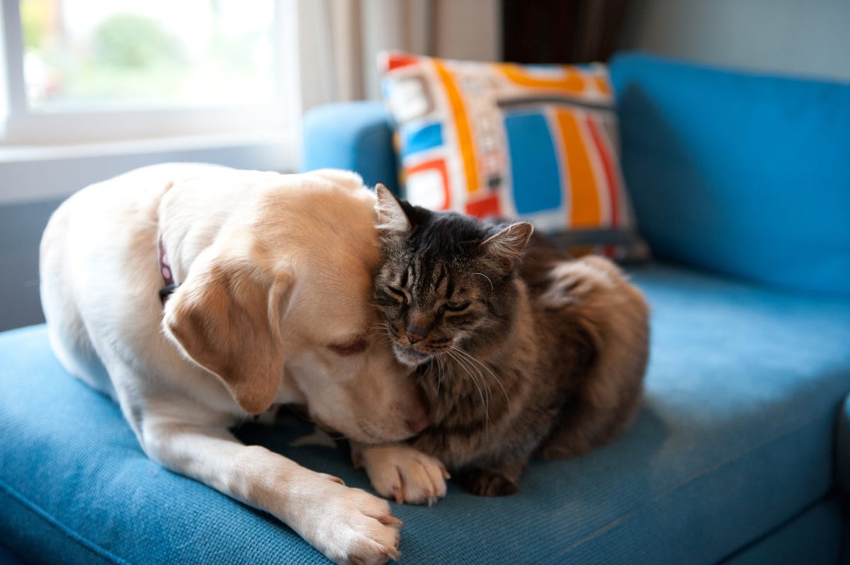 7 best couch material for dogs and pets according to experts