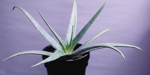 10 Definitive Reasons You Need More Houseplants in Your Life