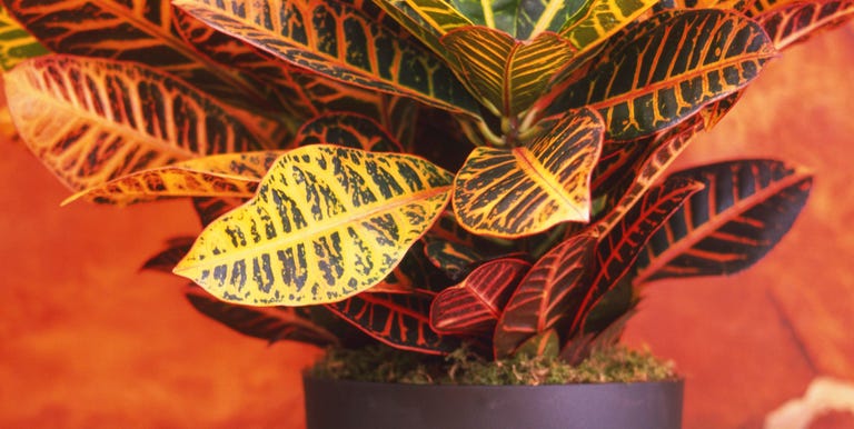 12 Best House Plants - Easy Plants to Care For 12 Best House Plants - Easy Plants to Care For