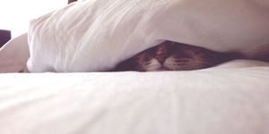 Cat, Skin, Bed sheet, Felidae, Fur, Linens, Small to medium-sized cats, Room, Textile, Tail, 