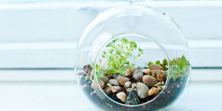 Organism, Glass, Transparent material, Pebble, Annual plant, Gravel, Aquarium decor, Transparency, 