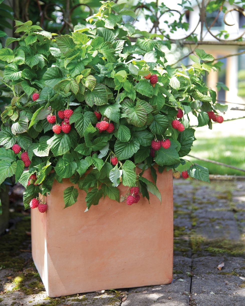 potted raspberries